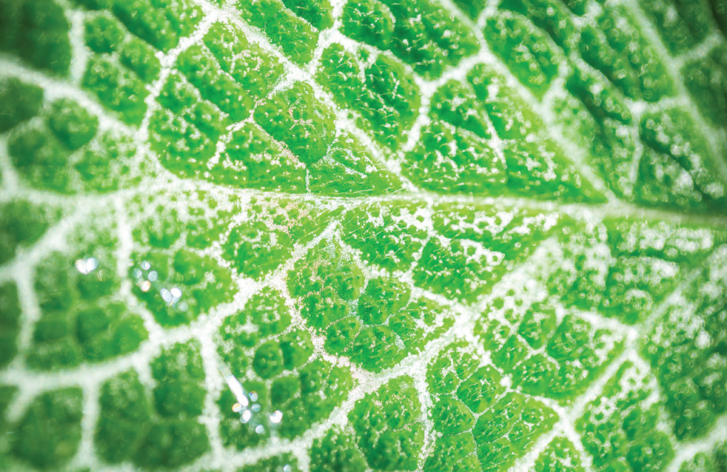 不同顏色葉片的葉綠素?zé)晒夤庾V測(cè)量